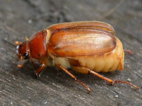 Amphimallon majale